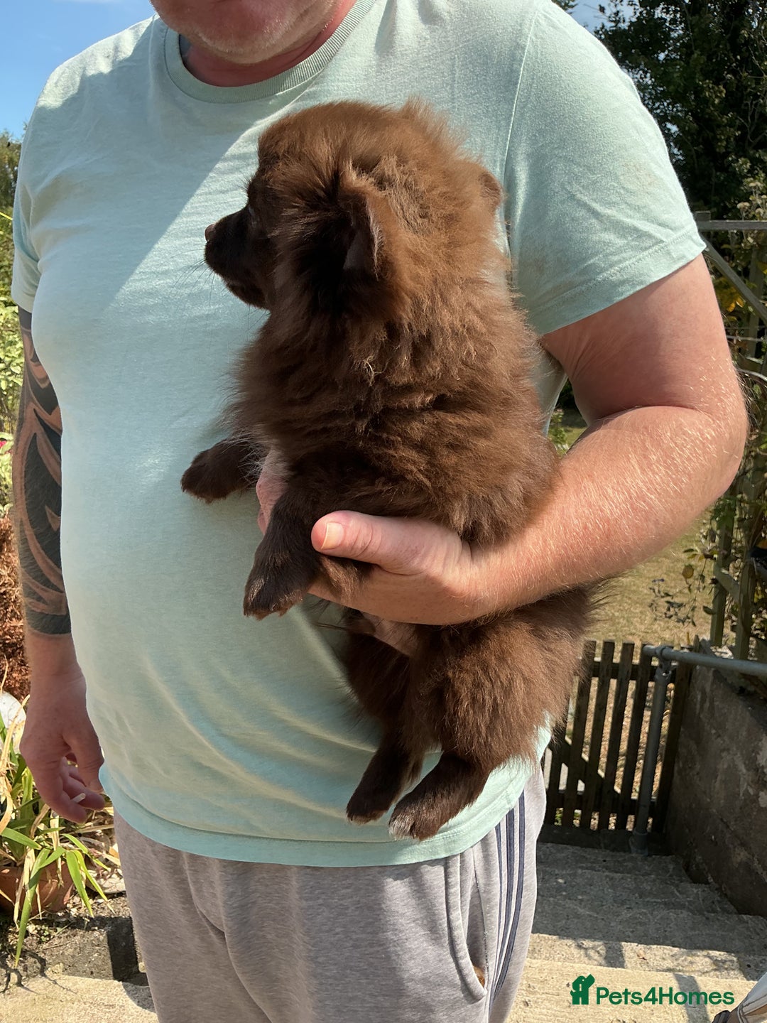 Pomchi dogs for sale: Pomchi - Image 2