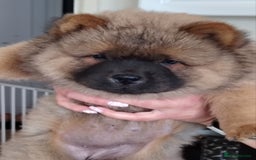 Chow Chow dogs for sale:  KC registered Chow Chow puppies for sale.🤗 - Image 27