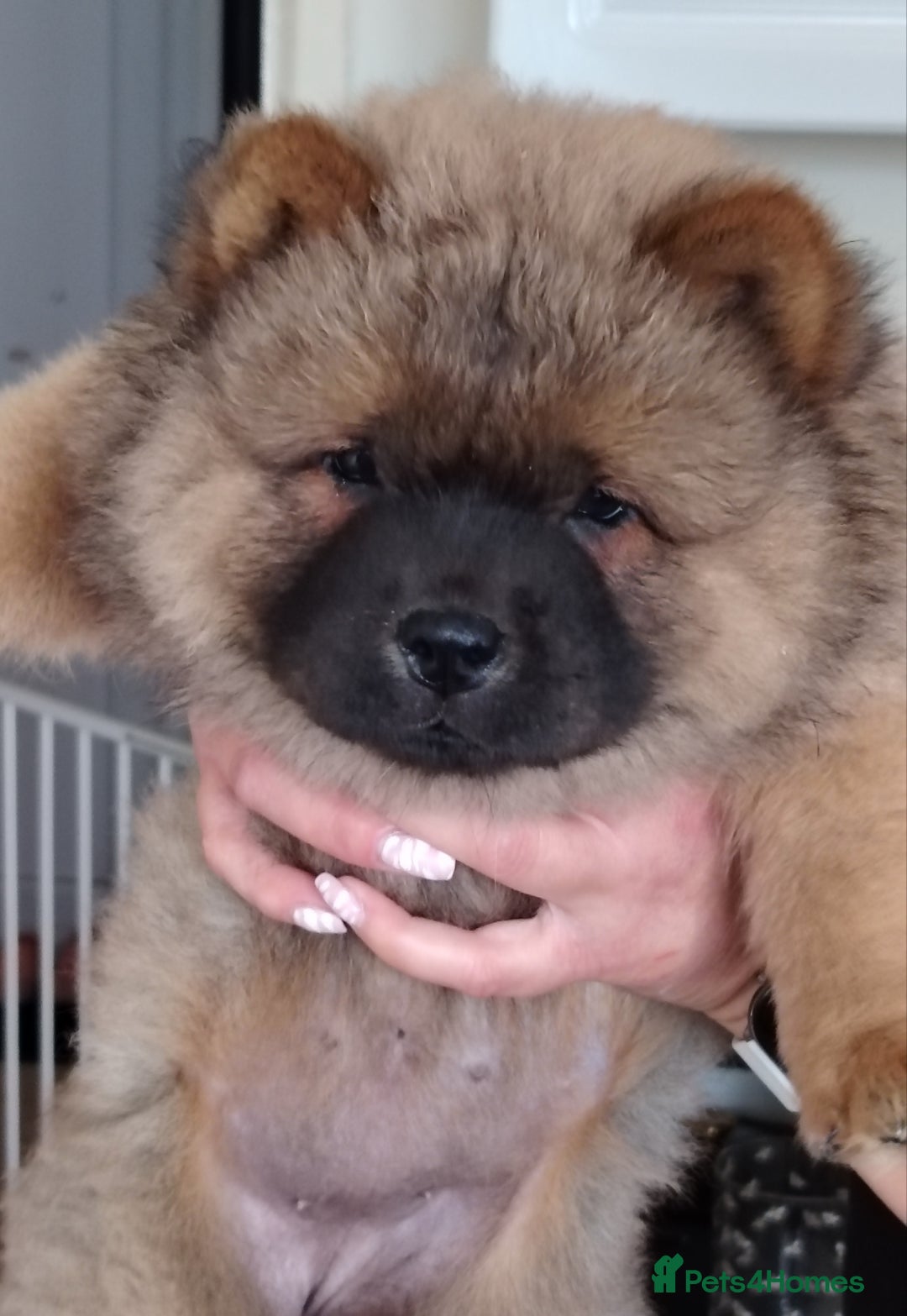 Chow Chow dogs for sale:  KC registered Chow Chow puppies for sale.🤗 - Image 27
