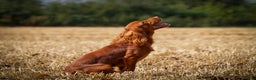 Cocker Spaniel dogs for stud: Stunning Proven Working Cocker Spaniel at Stud in Melton Mowbray - Advert 2