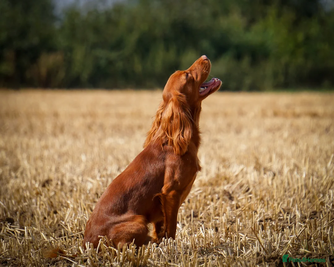 Cocker Spaniel dogs for stud: Stunning Proven Working Cocker Spaniel at Stud in Melton Mowbray - Advert 3