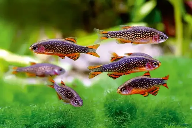 Corys fish 10 Celestial Danios - Countless HG Cherry Shrimp! - Advert 3