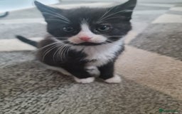 American Curl cats for sale: Amarican Curl Kitten  - Image 2