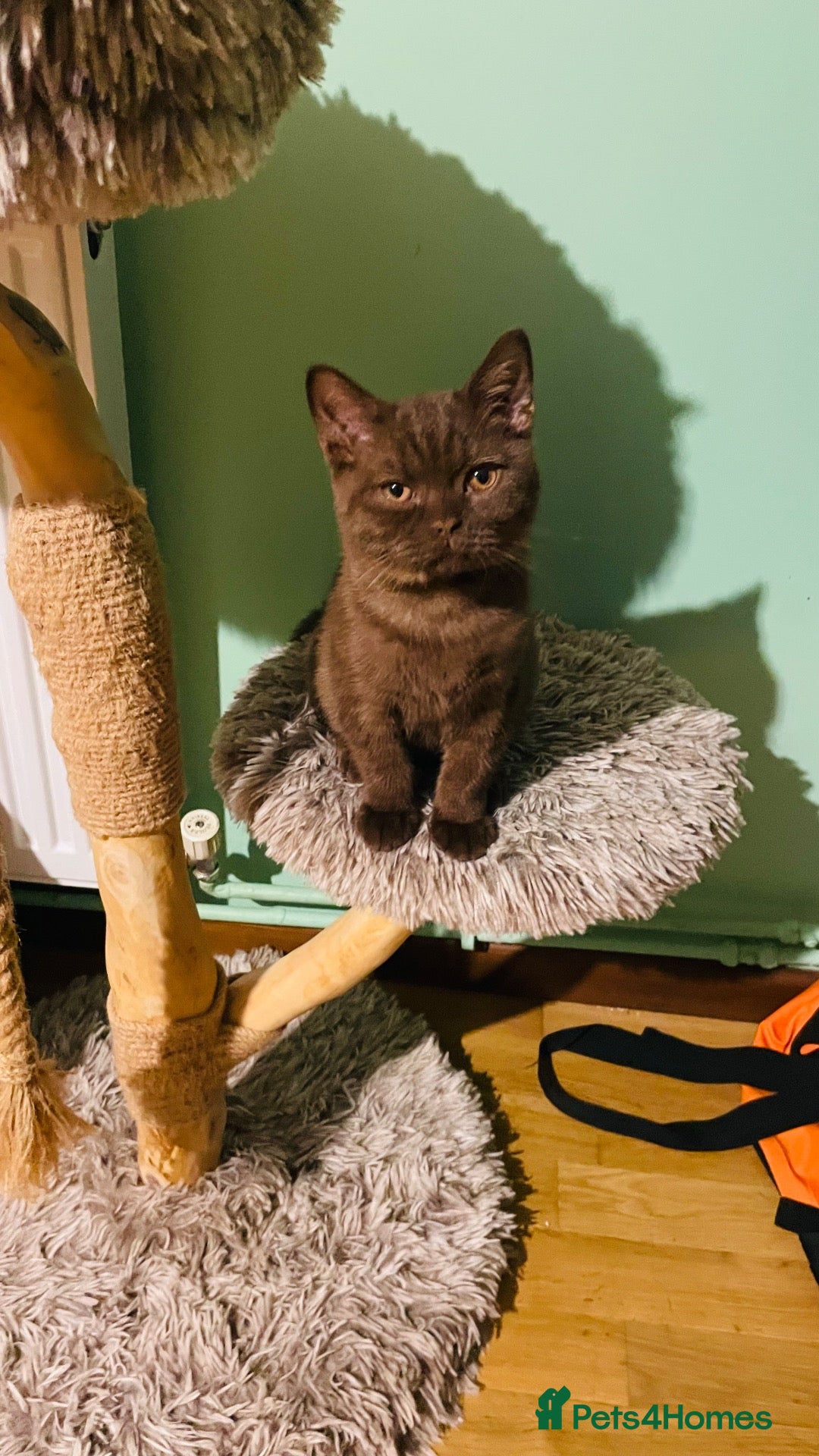 British Shorthair cats Only 3 chocolate  BSH boys available  - Advert 1