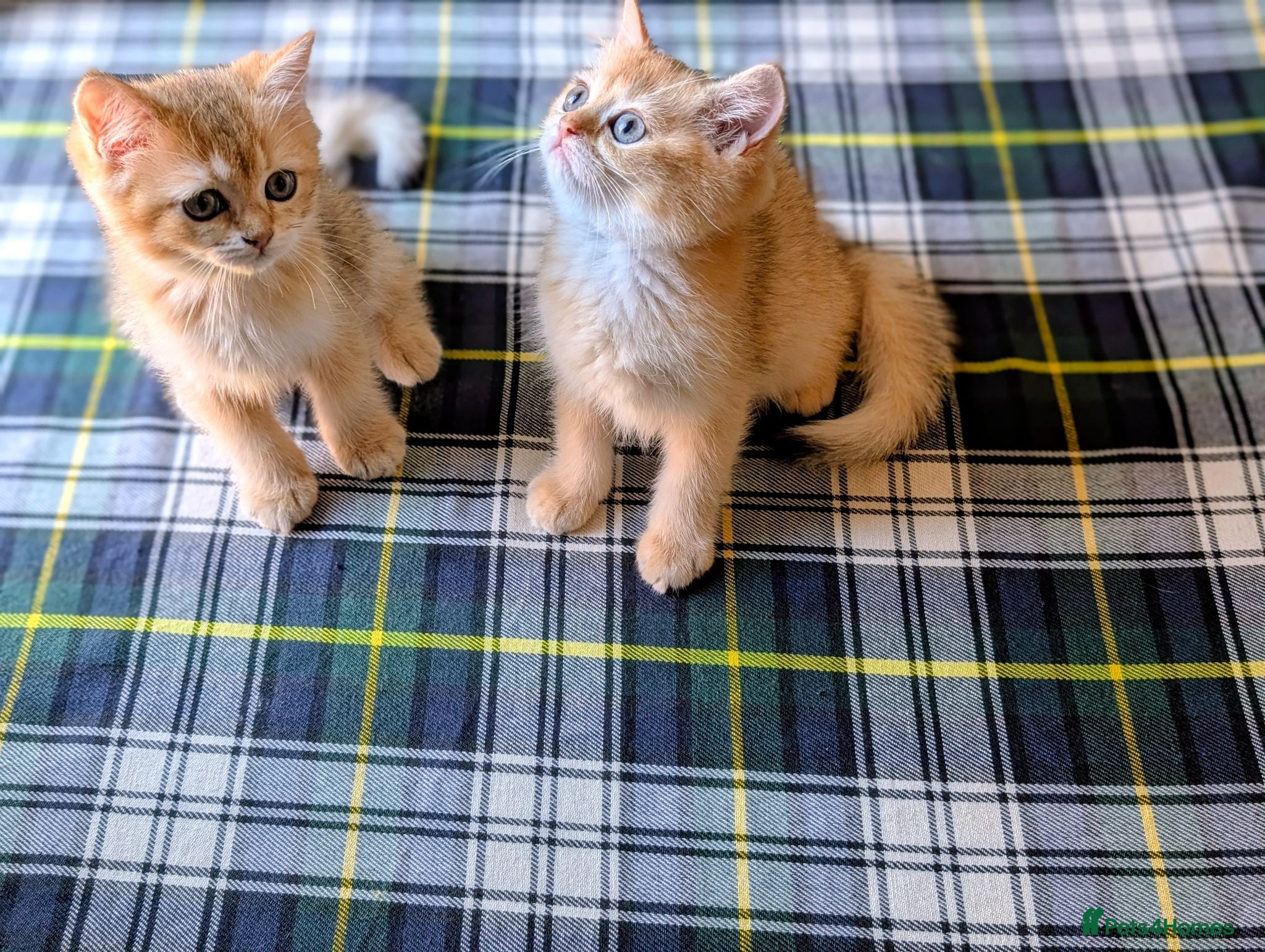 British Shorthair cats Pedigree British Shorthair Golden Shaded Kittens - Advert 1