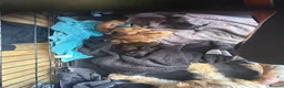 Cockapoo dogs for stud: F2 Merle Cockapoo Stud ~ PROVEN 10 PUPS! in Newark - Advert 7