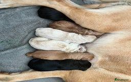 Labrador Retriever dogs for stud: KC Labrador, Health and DNA-Tested, Proven Stud in Cobham - Image 18