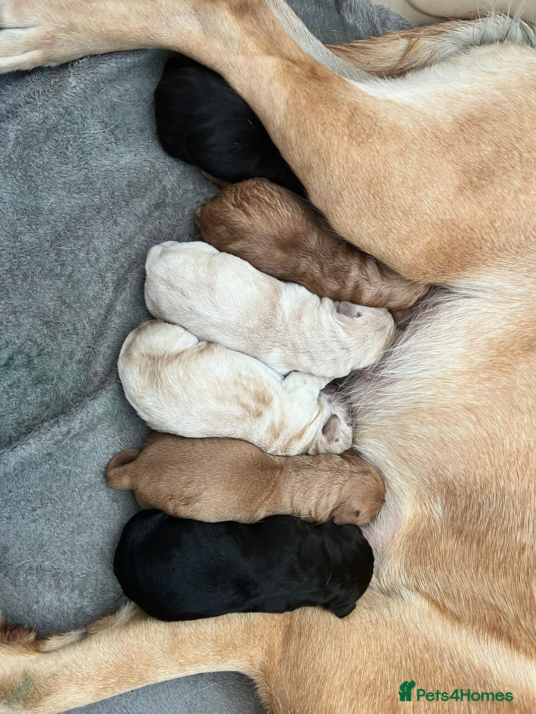 Labrador Retriever dogs for stud: KC Labrador, Health and DNA-Tested, Proven Stud in Cobham - Image 18