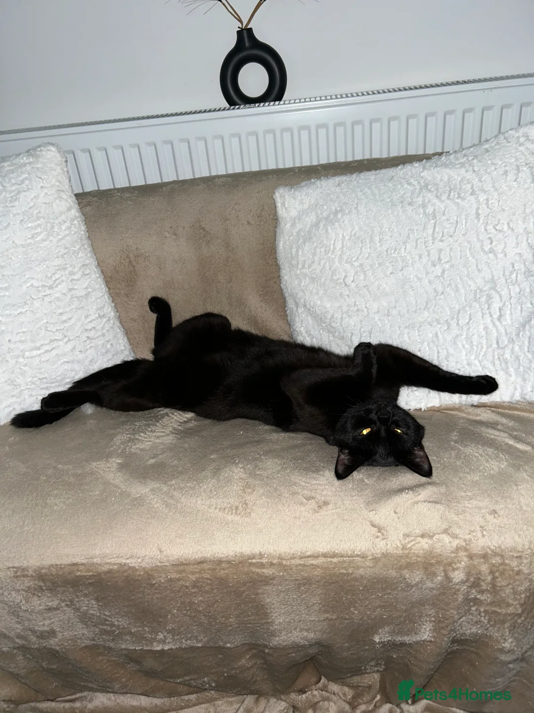 British Shorthair cats for sale: Bunn the great British shorthair  - Advert 7