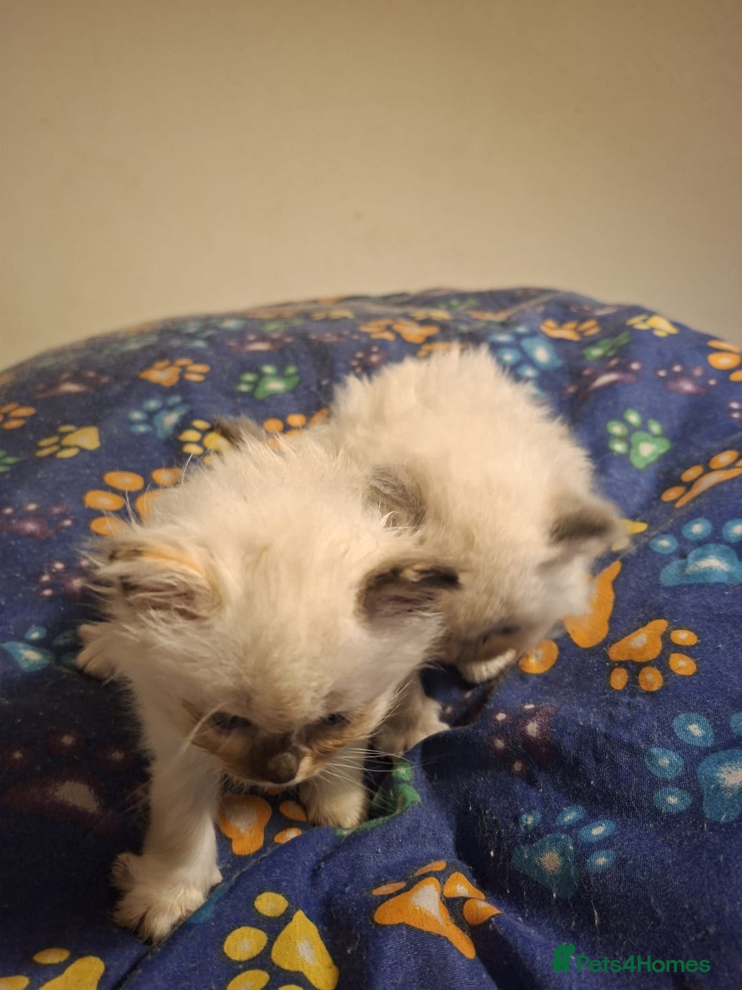 Ragdoll cats for sale: Beautiful Ragdoll kittens male and Female . - Advert 7