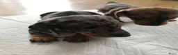 Miniature Dachshund dogs for sale: Beautiful miniature dachshund pups  in Bridgend - Advert 3
