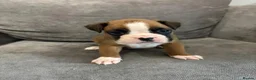 Boxer dogs for sale: Boxer puppies available to reserve  - Advert 8