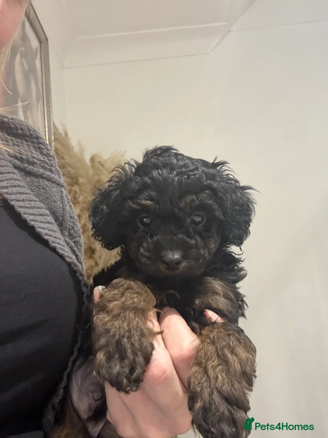 Cavapoo dogs for sale:  ** /TOY MULTI GEN CAVAPOO BOY - Advert 4