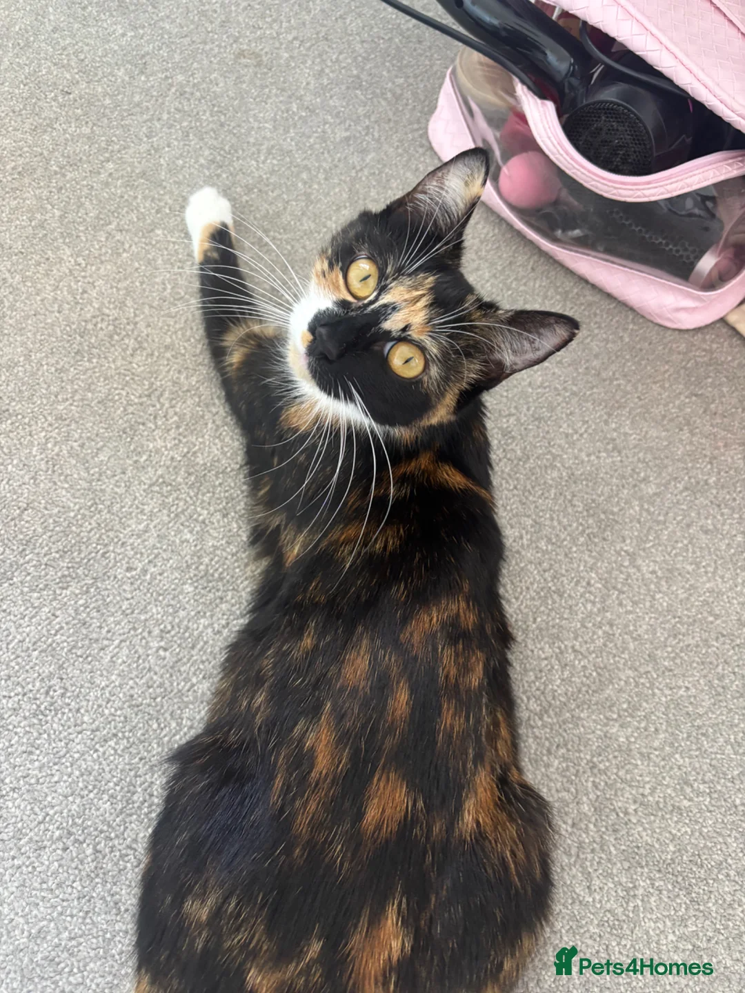 Mixed Breed cats for sale: Kittens - Advert 2