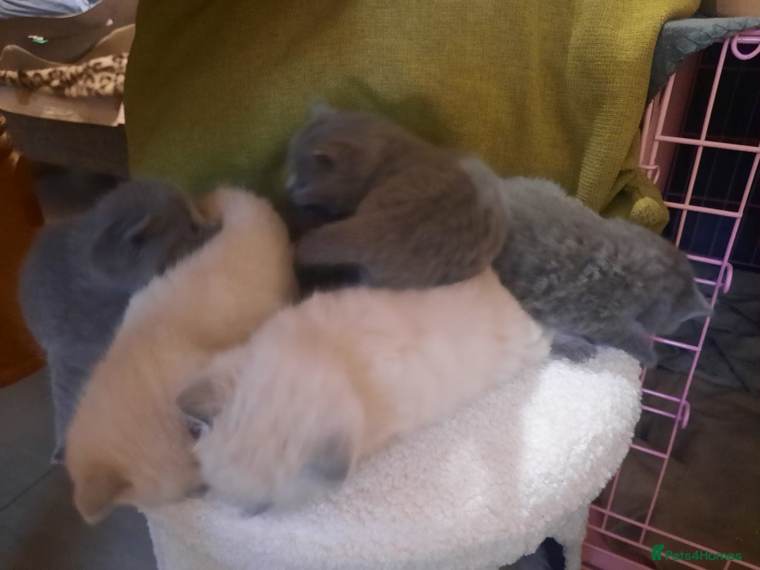 British Shorthair cats for sale: British shorthair kittens  - Advert 7