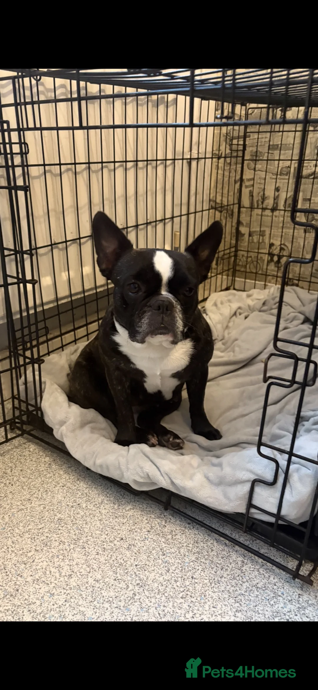 French Bulldog dogs for sale: French bulldogs rehoming in Abergavenny - Advert 2