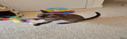 Burmese cats for sale: Gorgeous Pedigree Burmese Kittens - Advert 9