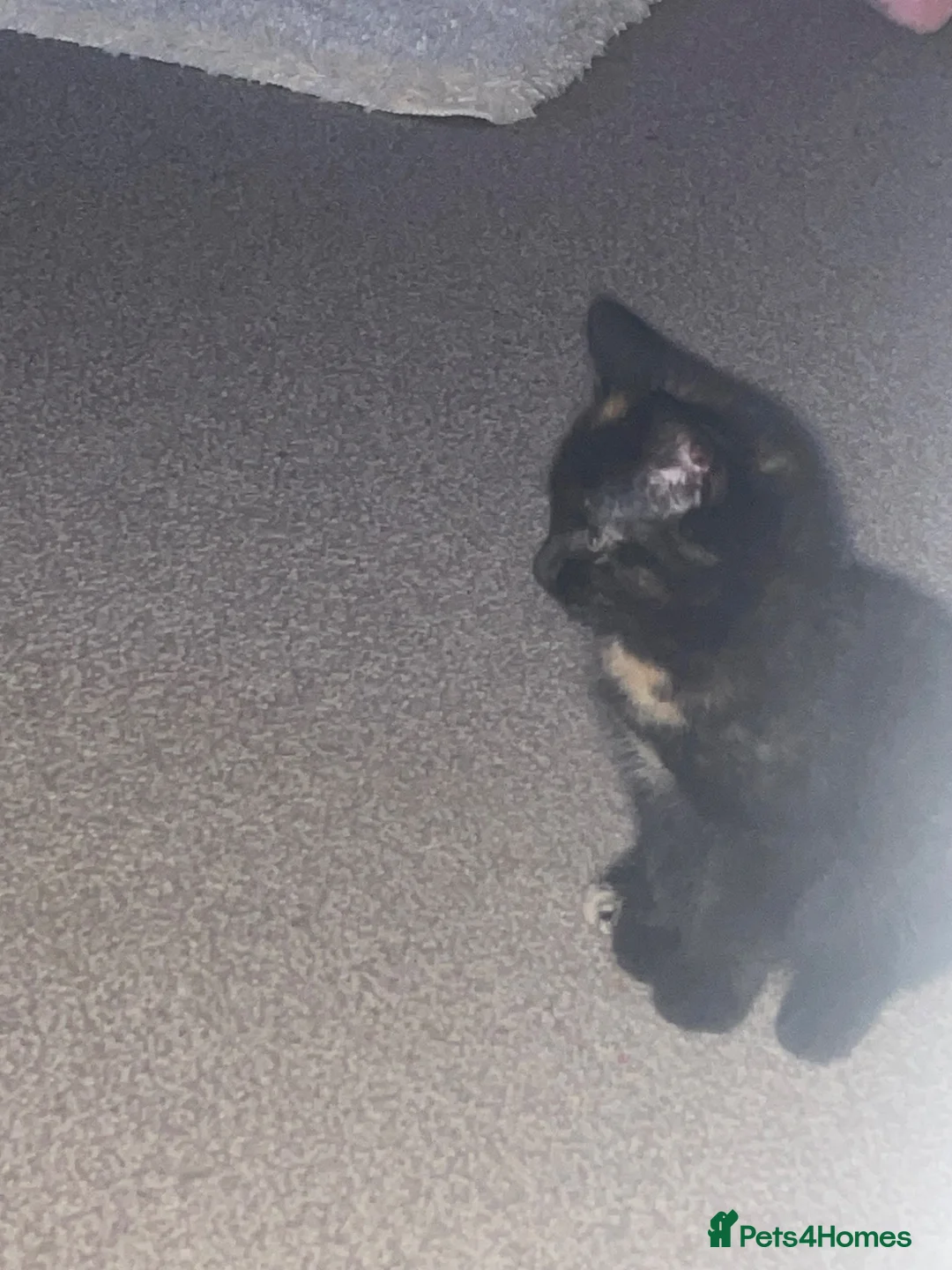 Mixed Breed cats for sale: Last little lady to find her forever home in Saltash - Advert 2