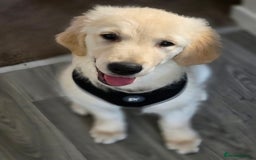 Golden Retriever dogs for sale: Puppy aged 8 months, must be rehomed. - Image 5
