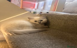 Ragdoll cats for sale: Ragdoll boy READY TO LEAVE  - Image 2