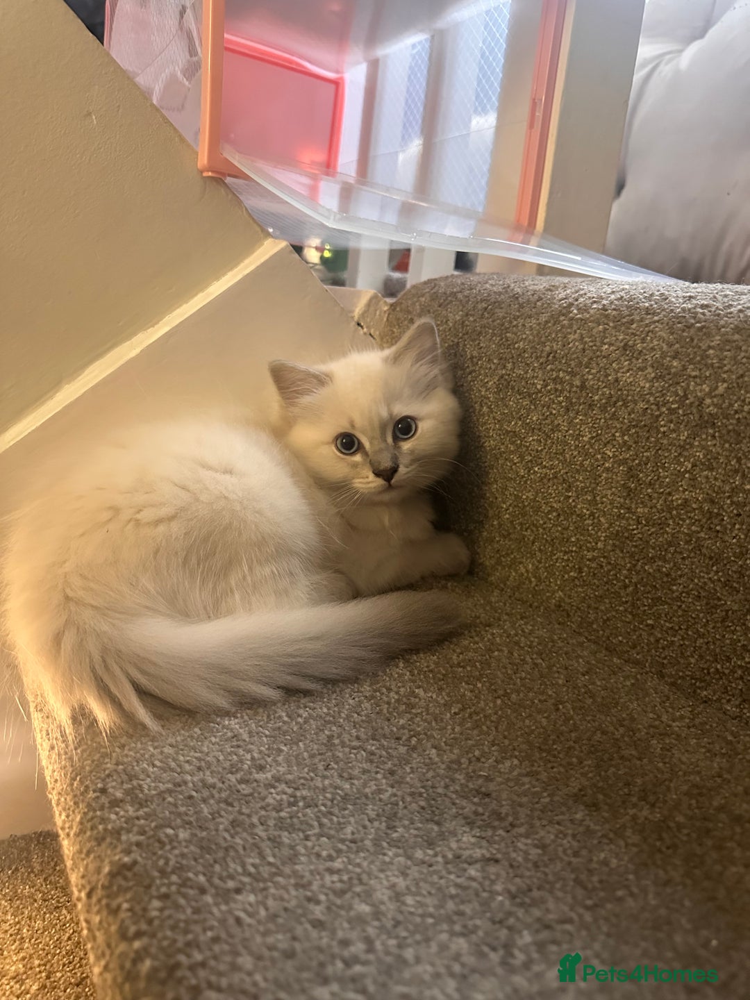 Ragdoll cats for sale: Ragdoll boy READY TO LEAVE  - Image 2