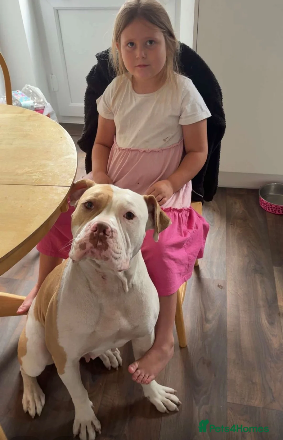 American Bulldog dogs for sale: Female  in Oakham - Advert 2