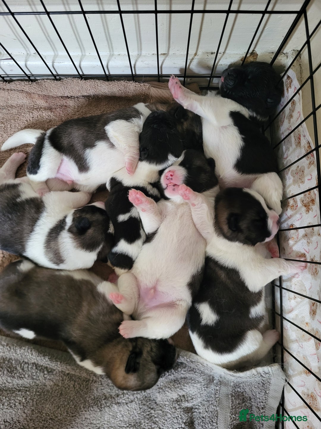 Akita dogs for sale: American Akita Puppies for Sale 🐾 - Image 2