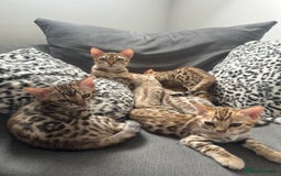 Bengal cats for sale: Outstanding kittens from Show parents. - Image 8