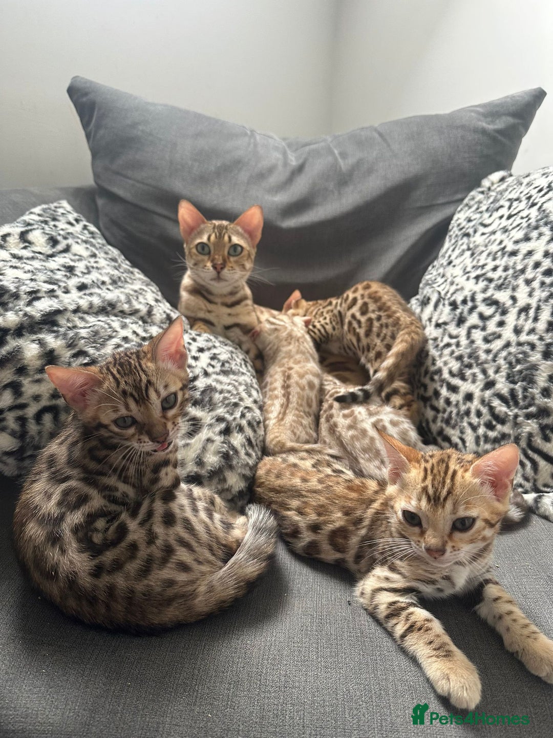 Bengal cats for sale: Outstanding kittens from Show parents. - Image 8
