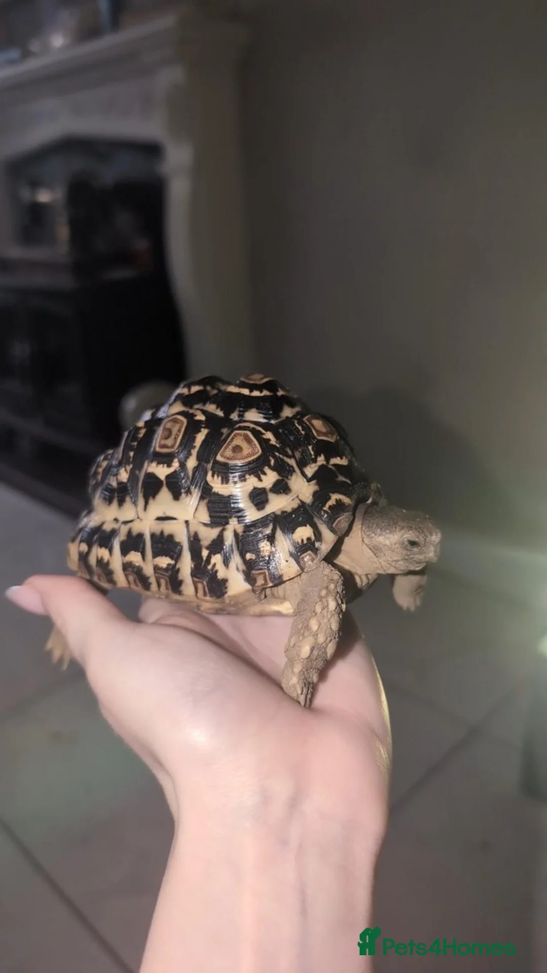 Tortoise reptiles for sale: 3 year (and 4 month) year old leopard tortoise  in Preston - Advert 2