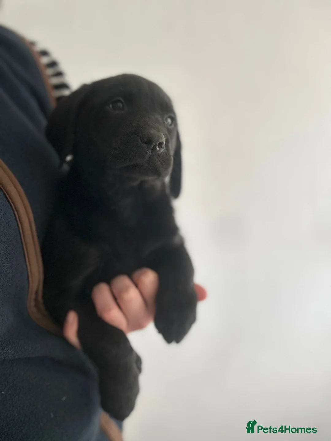 Labrador Retriever dogs for sale: Beautiful Puppies Raised in Our Family Home - Advert 2