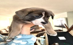 Mixed Breed dogs for sale: Beautiful German Shepherd cross puppies  - Advert 11