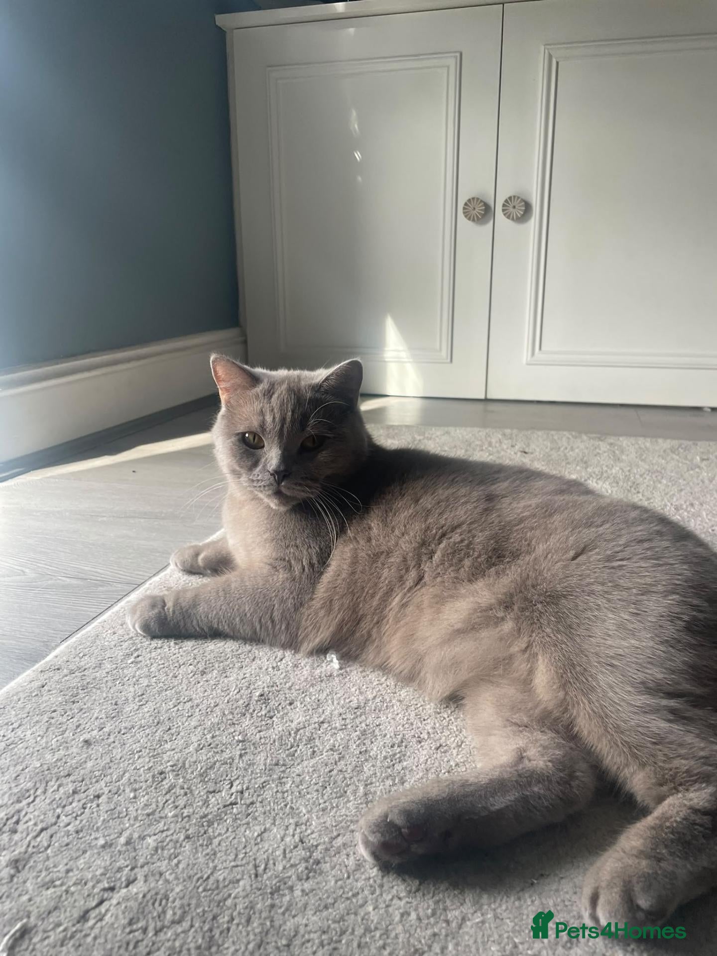 British Shorthair cats Two Beautiful Female Cats–British Shorthair  - Advert 1