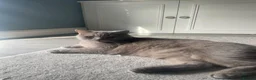 British Shorthair cats for sale: Two Beautiful Female Cats–British Shorthair  - Advert 1