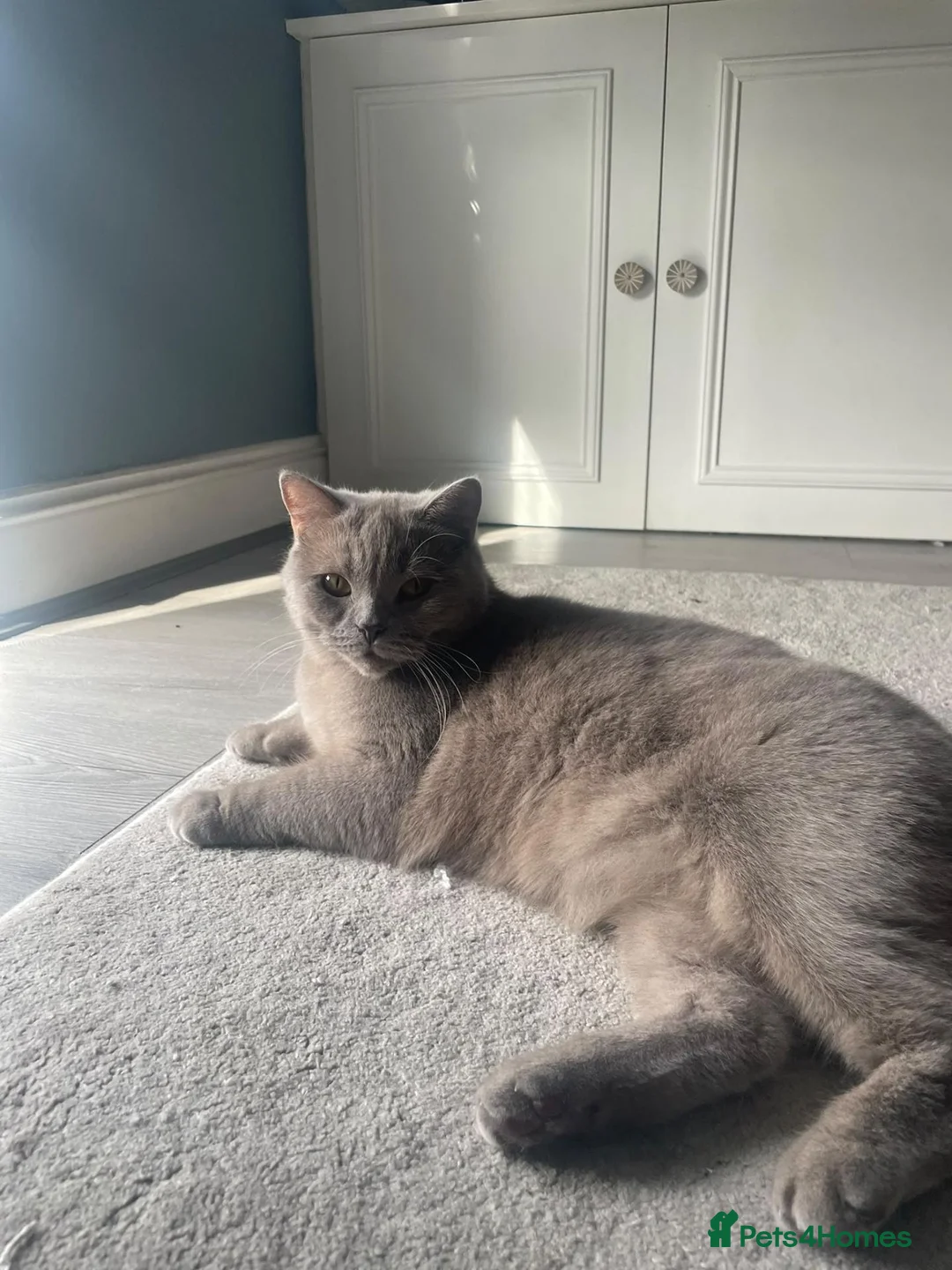 British Shorthair cats for sale: Two Beautiful Female Cats–British Shorthair  - Advert 1