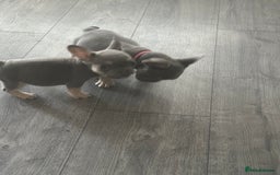 French Bulldog dogs for sale: French Bulldog Fur Babies  - Image 16