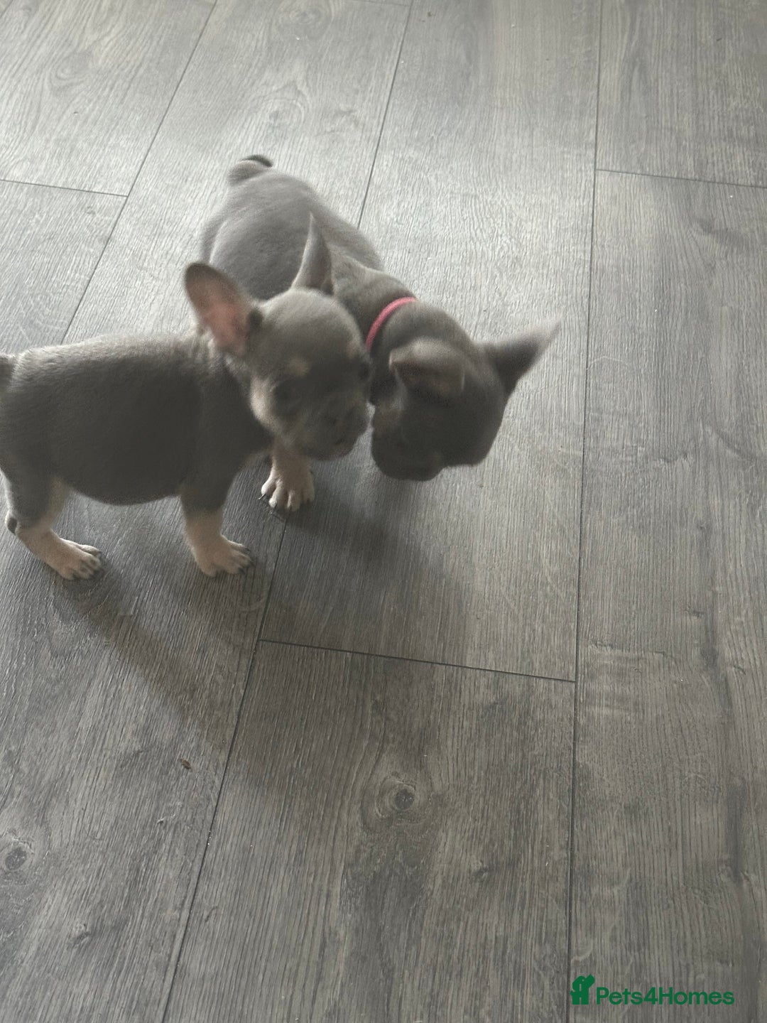 French Bulldog dogs for sale: French Bulldog Fur Babies  - Image 16