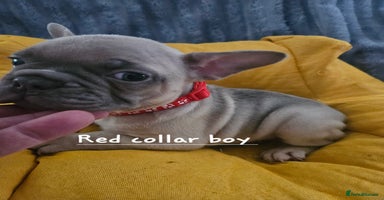 French Bulldog dogs - Advert 1