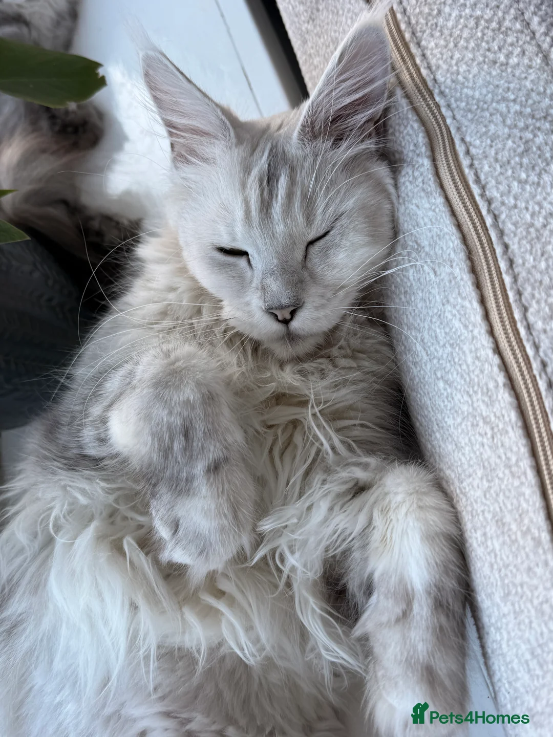Maine Coon cats for sale: TICA  Mainecoone Black Silver Shaded UNIQUE ❤️🏅🏅 - Advert 4