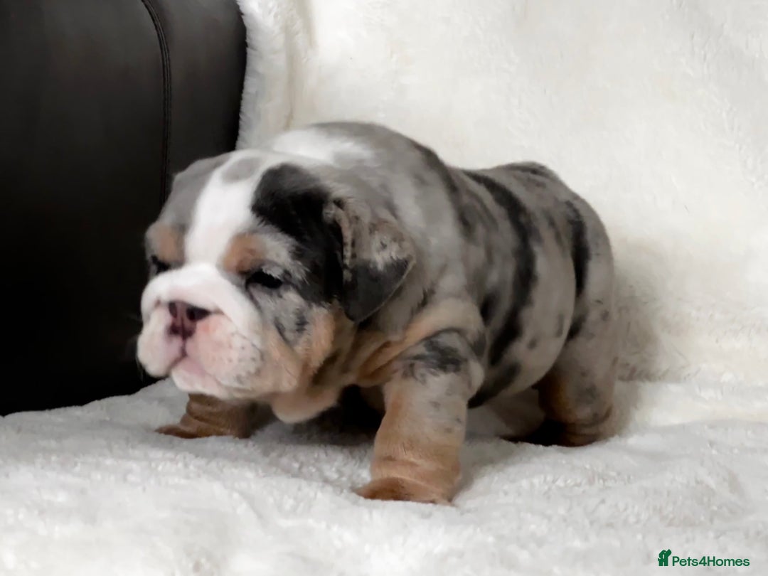 English Bulldog dogs for sale: British bulldog  - Image 8
