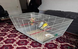 Budgerigars birds for sale: Yellow and Blue Budgerigars  - Image 1
