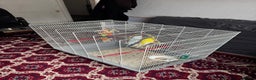Budgerigars birds for sale: Yellow and Blue Budgerigars  - Advert 1