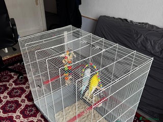 Budgerigars birds - Advert 4