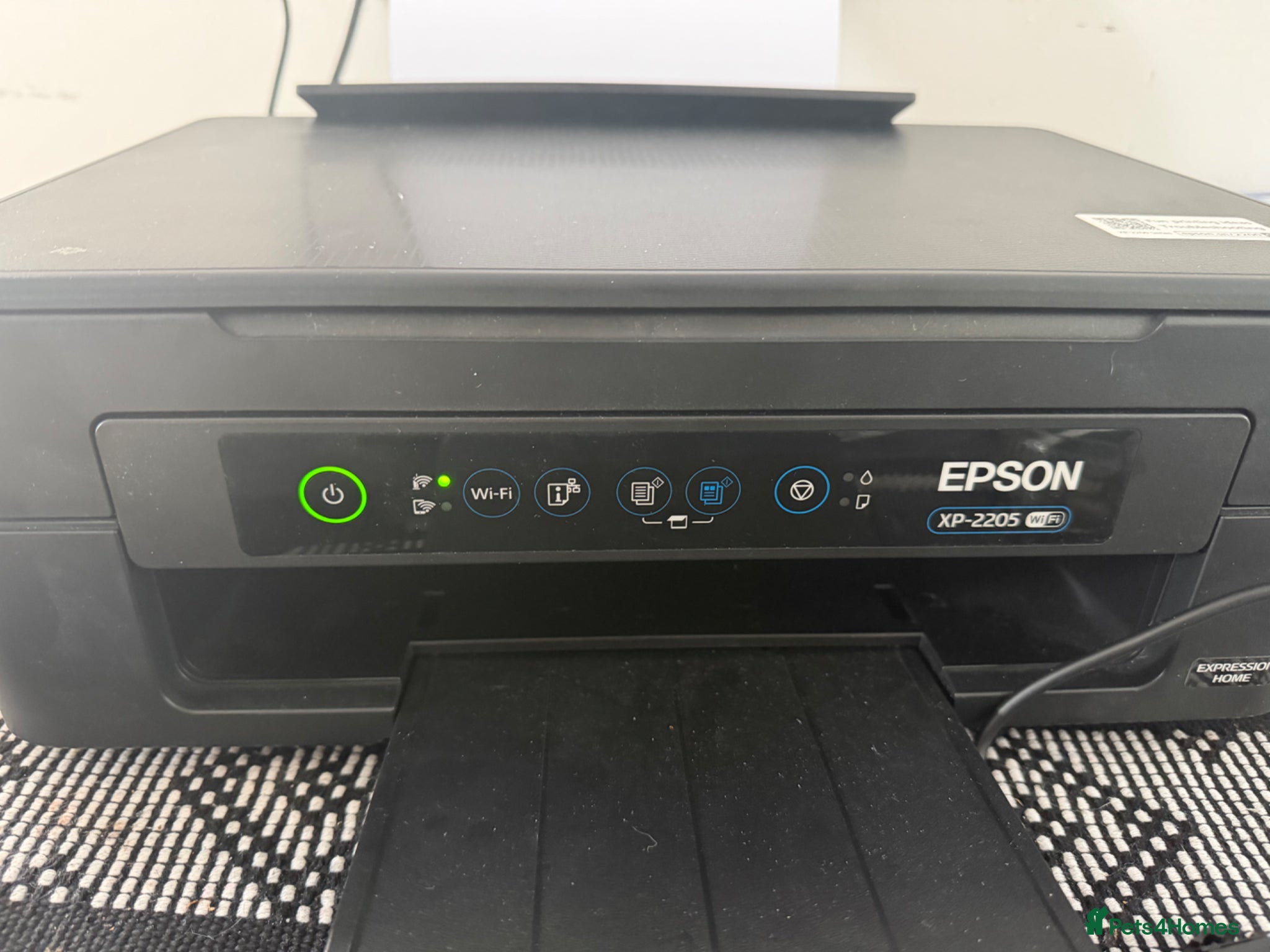 Bengal cats Snow and brown Bengal  - Advert 2