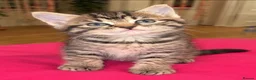 Ragdoll cats for sale: Beautiful Affectionate Ragdoll Cross Kittens - Advert 9