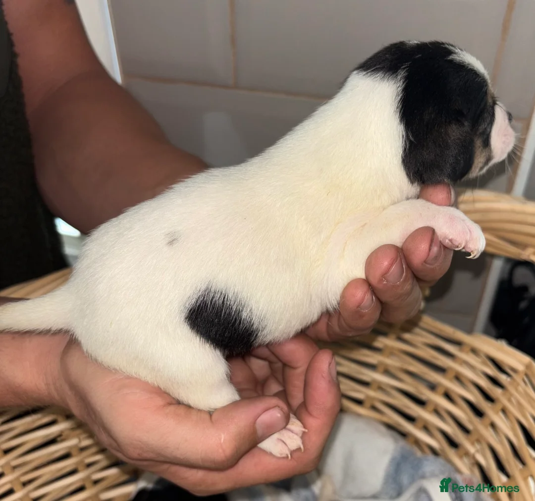Jack Russell dogs for sale: Jack Russell puppies  - Advert 2