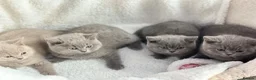 British Shorthair cats for sale: GCCF registered kitten - Advert 16