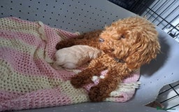 Maltipoo dogs for sale: Kc, Asian size, F1 female - Image 4