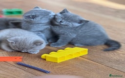 British Shorthair cats for sale: 🌟 Adorable British Shorthair Kittens – Ready! 🌟 - Image 6