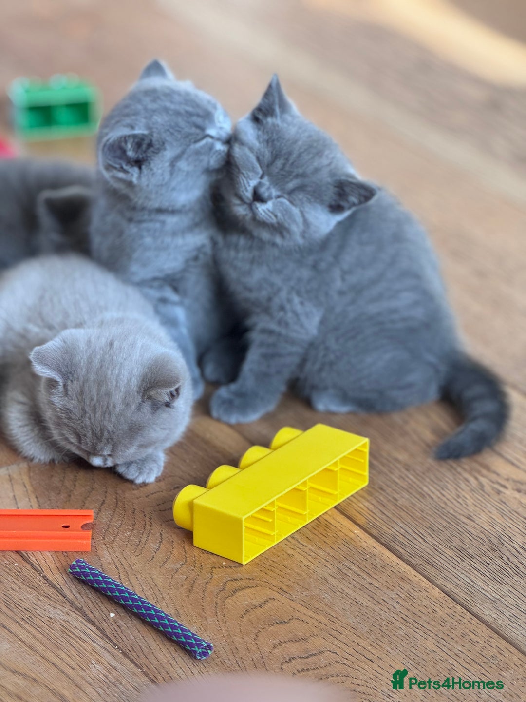 British Shorthair cats for sale: 🌟 Adorable British Shorthair Kittens – Ready! 🌟 - Image 6